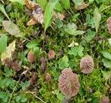 Stinkender Samtschneckling, Foto 8