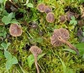 Stinkender Samtschneckling, Foto 9
