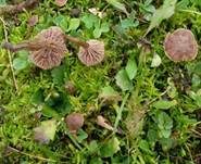Stinkender Samtschneckling, Foto 10