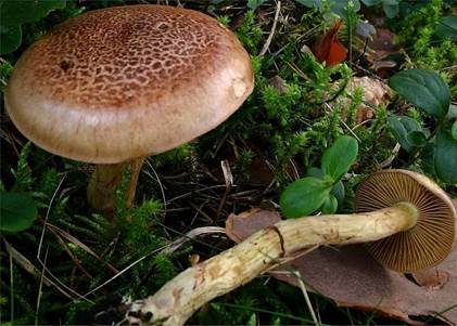 Stinkender Schleimkopf, Foto 2