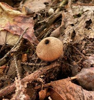 Stinkender Stäubling, Foto 3