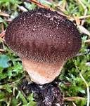 Stinkender Stäubling, Foto 6