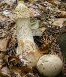 Stinkmorchel, Foto 12