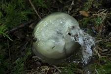 Stinkmorchel, Foto 34