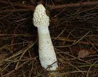 Stinkmorchel, Foto 36