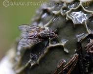 Stinkmorchel, Foto 46