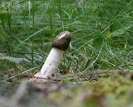 Stinkmorchel, Foto 47