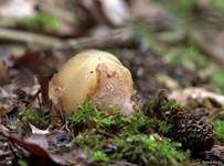 Stinkmorchel, Foto 7
