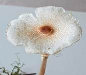 Stinkschirmling, Foto 14