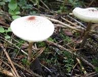 Stinkschirmling, Foto 17
