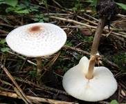 Stinkschirmling, Foto 18