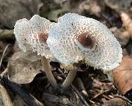 Stinkschirmling, Foto 20