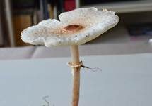 Stinkschirmling, Foto 22