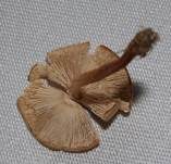 Stinkschirmling, Foto 24