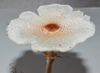Stinkschirmling, Foto 10