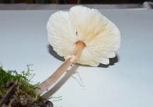 Stinkschirmling, Foto 11