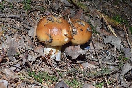 Stinktäubling, Foto 4
