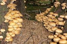 Stockschwämmchen, Foto 28