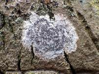 Strahlige Fleckflechte, Foto 6