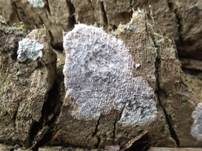 Strahlige Fleckflechte, Foto 7