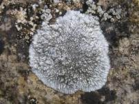 Strahlige Schildflechte, Foto 5