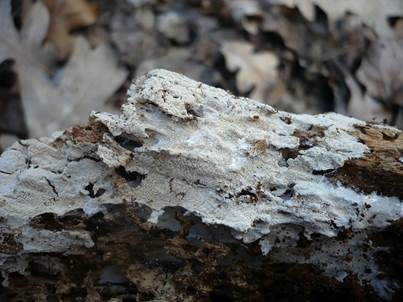 Streuselkuchen Zähnchenrindenpilz, Foto 2