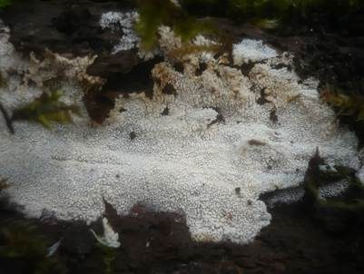 Streuselkuchen Zähnchenrindenpilz, Foto 3