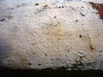 Streuselkuchen Zähnchenrindenpilz, Foto 13