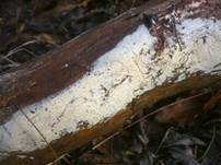 Streuselkuchen Zähnchenrindenpilz, Foto 14