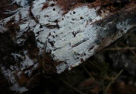Streuselkuchen Zähnchenrindenpilz, Foto 4