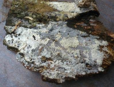 Streuselkuchen Zähnchenrindenpilz, Foto 5