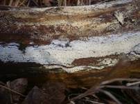 Streuselkuchen Zähnchenrindenpilz, Foto 6