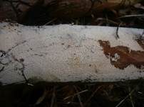 Streuselkuchen Zähnchenrindenpilz, Foto 7