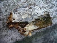 Streuselkuchen Zähnchenrindenpilz, Foto 8