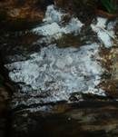Streuselkuchen Zähnchenrindenpilz, Foto 9