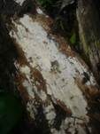 Streuselkuchen Zähnchenrindenpilz, Foto 11