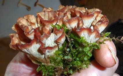 Striegeliger Kreiselpilz, Foto 2