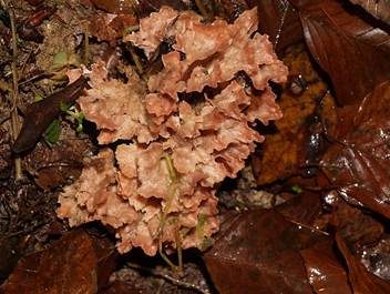 Striegeliger Kreiselpilz, Foto 3