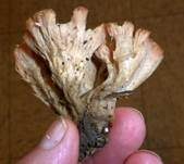 Striegeliger Kreiselpilz, Foto 12