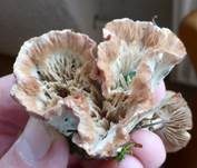 Striegeliger Kreiselpilz, Foto 13