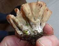 Striegeliger Kreiselpilz, Foto 22