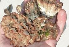 Striegeliger Kreiselpilz, Foto 23