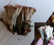 Striegeliger Kreiselpilz, Foto 25
