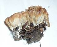 Striegeliger Kreiselpilz, Foto 8