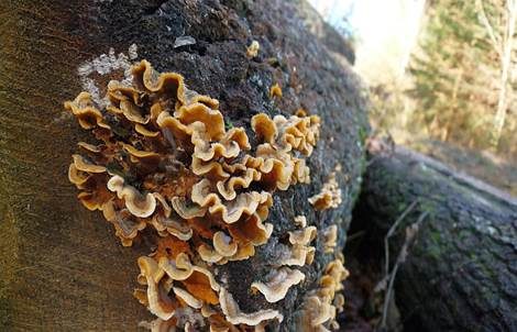 Striegeliger Schichtpilz, Foto 2
