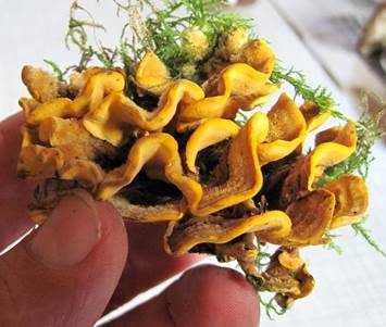 Striegeliger Schichtpilz, Foto 3