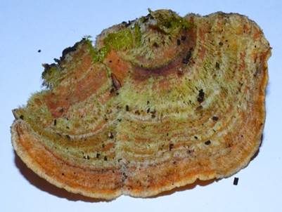 Striegeliger Schichtpilz, Foto 4