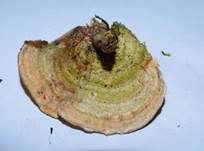Striegeliger Schichtpilz, Foto 39