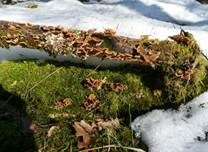 Striegeliger Schichtpilz, Foto 47