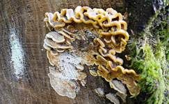 Striegeliger Schichtpilz, Foto 7